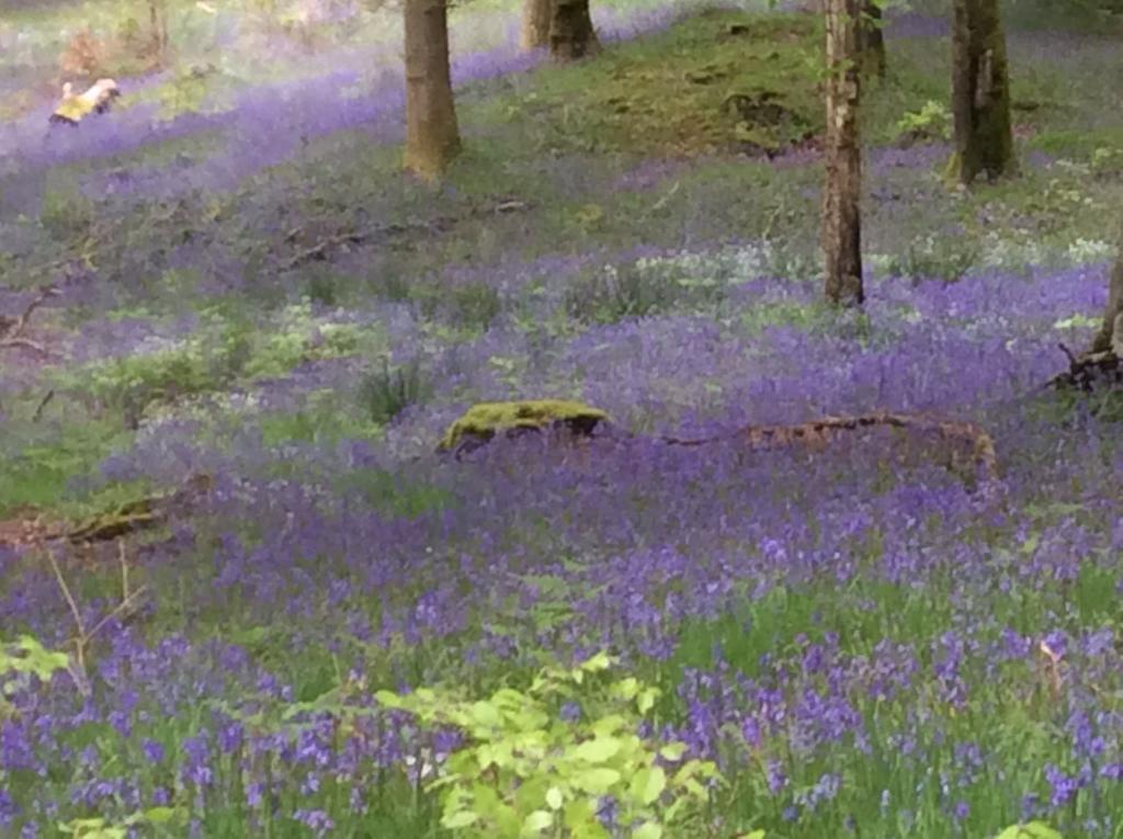 Crosslands Farm Ξενοδοχείο Κένταλ Εξωτερικό φωτογραφία